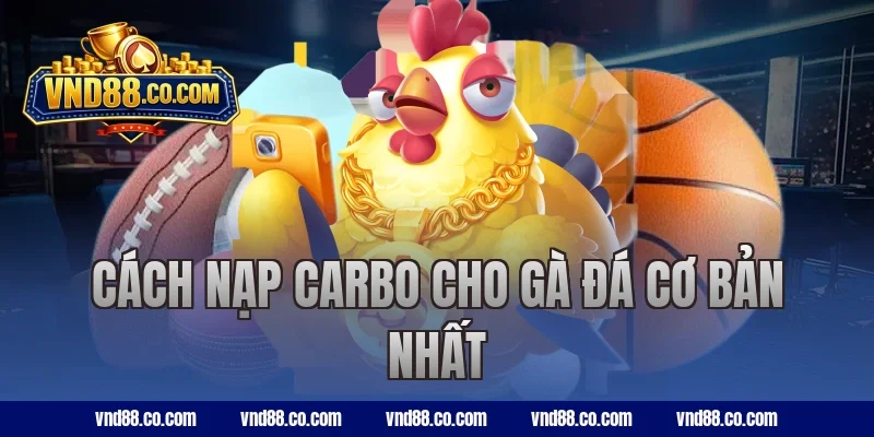 Cách nạp carbo cho gà đá cơ bản nhất