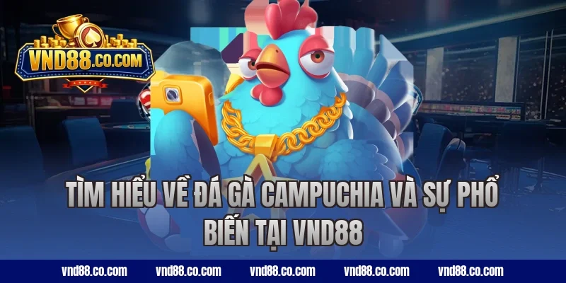 Tìm hiểu về đá gà Campuchia và sự phổ biến tại VND88